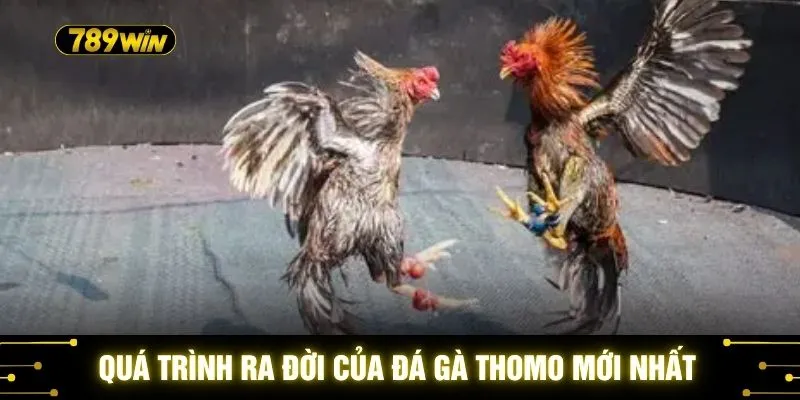 Quá trình ra đời của đá gà Thomo mới nhất